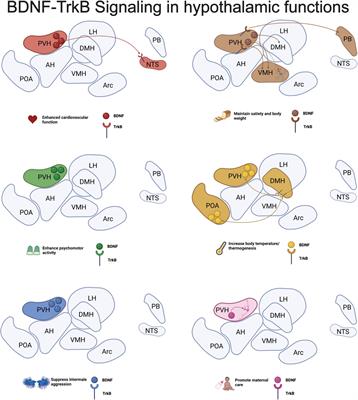 Function of brain-derived neurotrophic factor in the hypothalamus: Implications for depression pathology